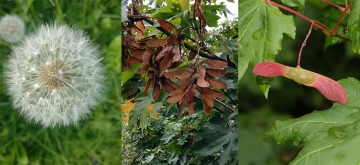 Make your wind-dispersed seeds!